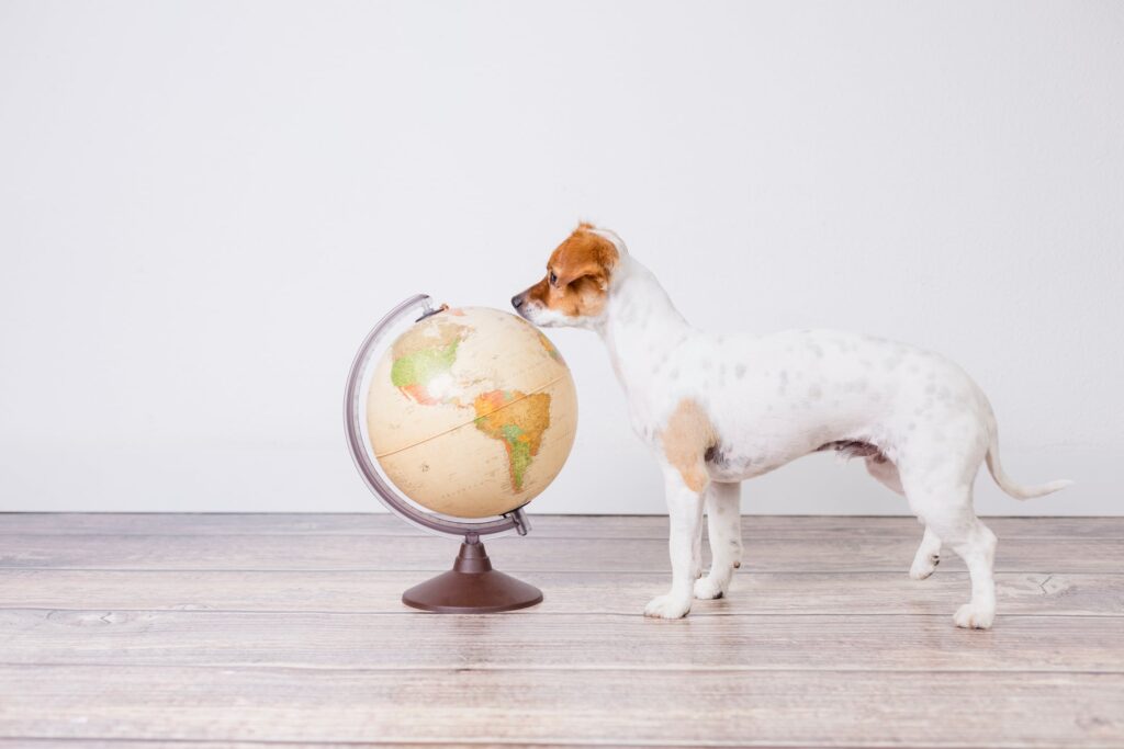 Is pet food sustainable?