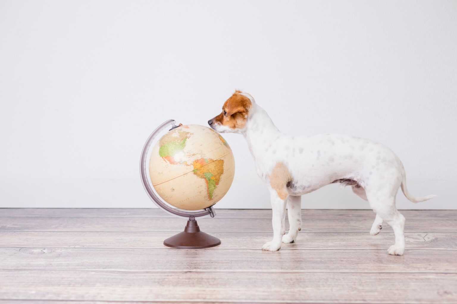 Is pet food sustainable?