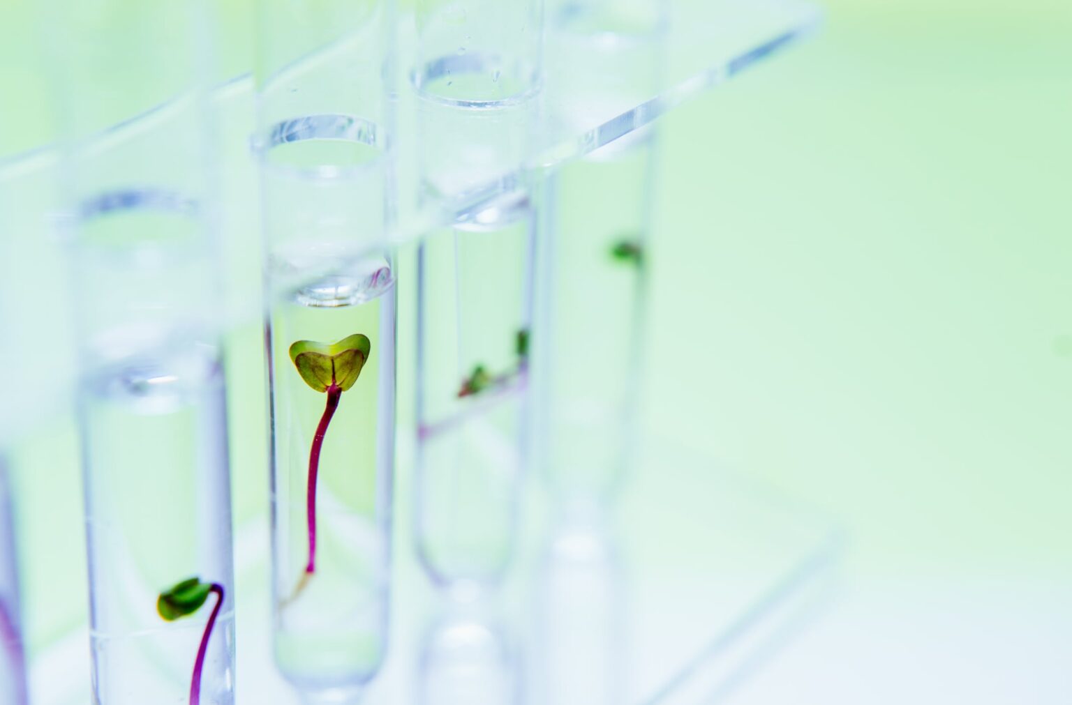 From media to scaffolding: How plant-based materials are reshaping cultivated meat