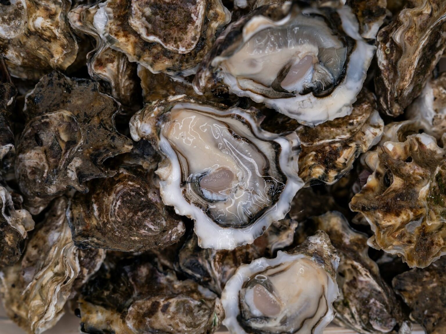 NASA satellite data helps oyster farmers choose where to grow NASA satellite data helps oyster farmers choose where to grow