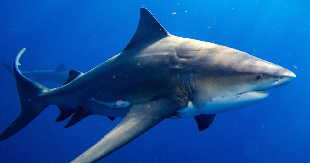 Boy is in ‘fight of his life’ after being attacked by shark in Australia