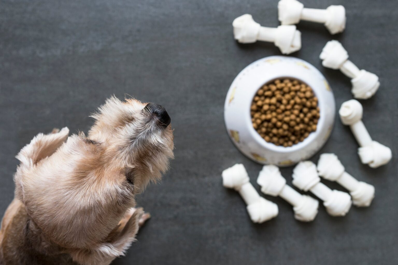 Who are the biggest players in pet food?