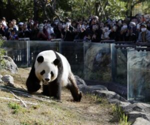 Japan says goodbye to its last 2 giant pandas