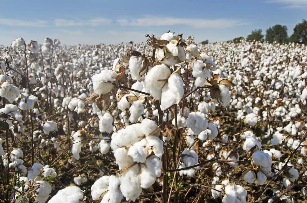 Cotton Falls Further on Friday