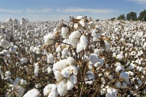 Cotton Falls Further on Friday