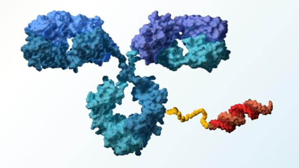 Antibody-Oligonucleotide Conjugate Shows Promise in Myotonic Dystrophy Type 1