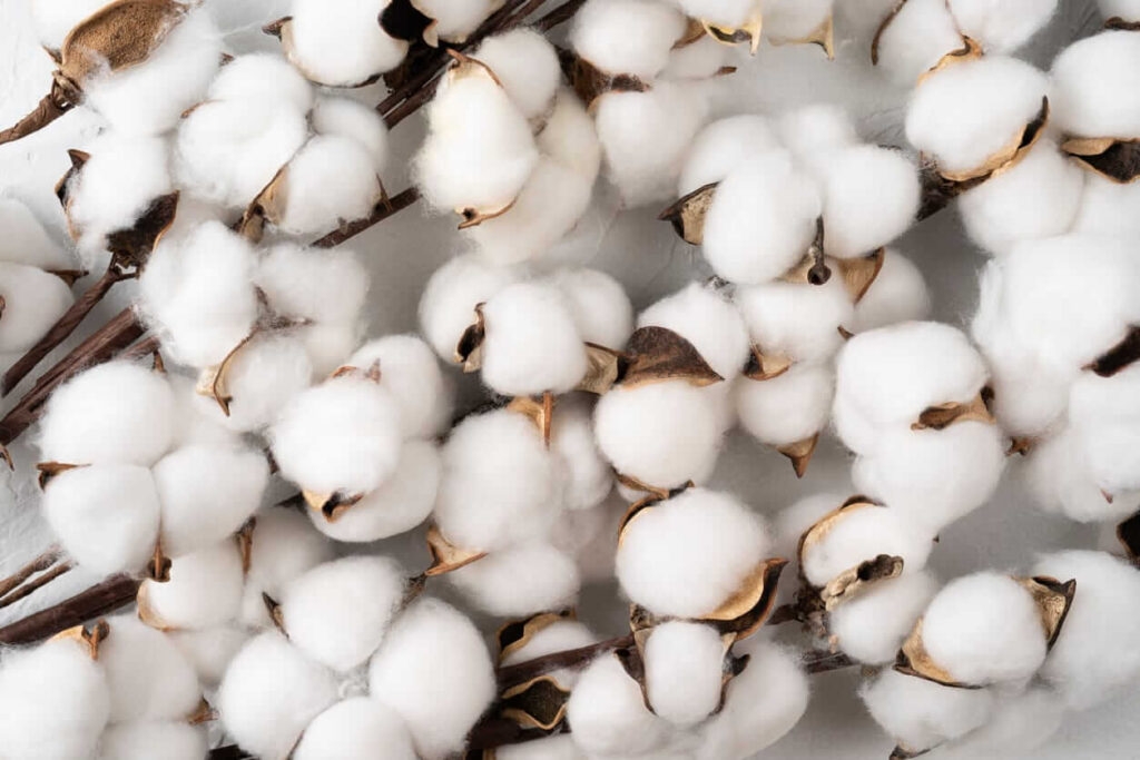 Cotton Rallies to Round Out the Week