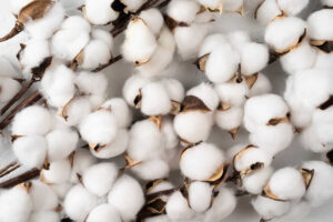 Cotton Rallies to Round Out the Week