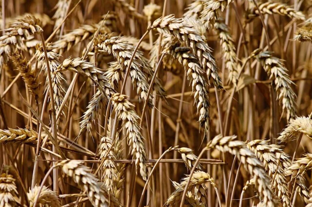 Wheat Rallies to Close the Week