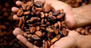 Cocoa Prices Stabilize From Recent Plunge Cocoa Prices Stabilize From Recent Plunge