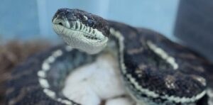 We discovered lethal new fungal diseases in wild Australian reptiles. It’s time to act fast