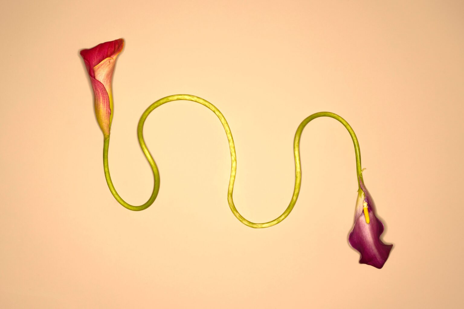 The 30-Minute Screening That Could Add Years to Your Life