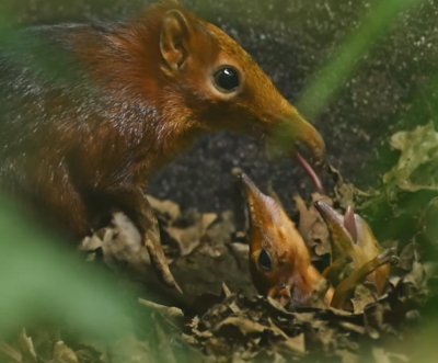 Watch: Britain’s first elephant shrew pups, ‘the Snootlets,’ born at zoo Watch: Britain’s first elephant shrew pups, ‘the Snootlets,’ born at zoo