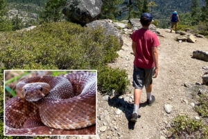 Summer of the serpent: Warning issued as yet ANOTHER rattlesnake bite turns deadly