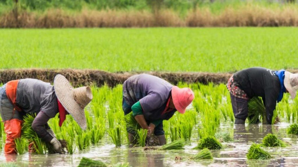 FG Rolls Out Rice Farming Initiative, Deploys Officials to 13 States FG Rolls Out Rice Farming Initiative, Deploys Officials to 13 States