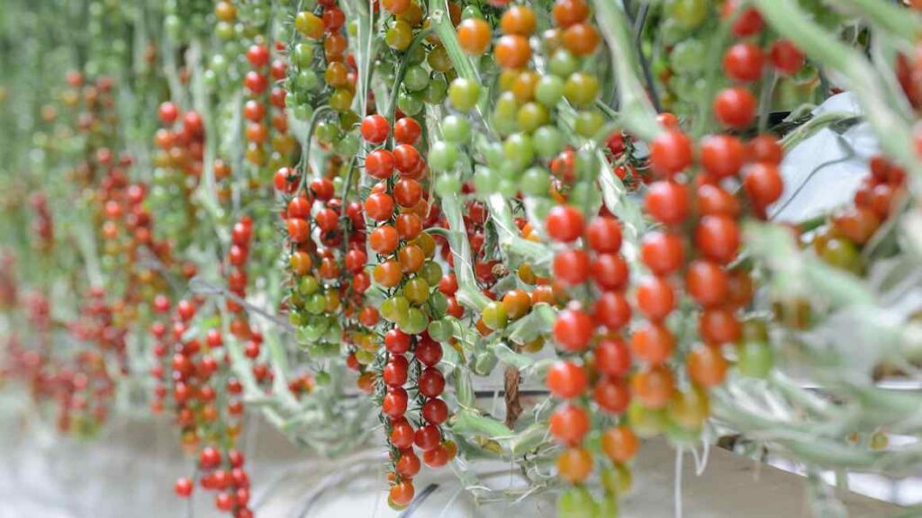 UK growers warn of cucumber and tomato shortages as gas prices surge UK growers warn of cucumber and tomato shortages as gas prices surge