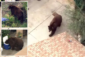 Bear gets comfy in SoCal town as neighbors embrace ferocious friend with memes, tributes