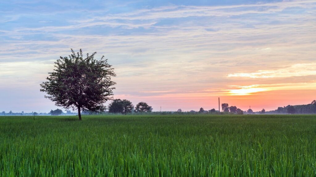 AWL Agri Q3: Edible oil demand leads double-digit volume growth AWL Agri Q3: Edible oil demand leads double-digit volume growth