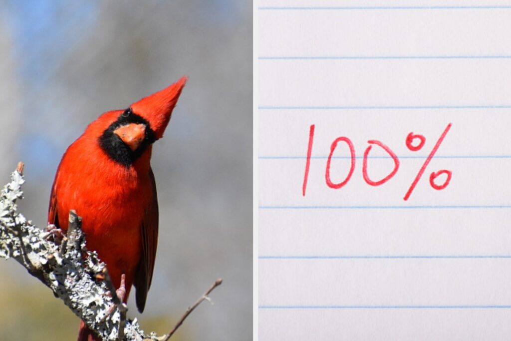 Can You Name Each And Every One Of These Types Of Birds?