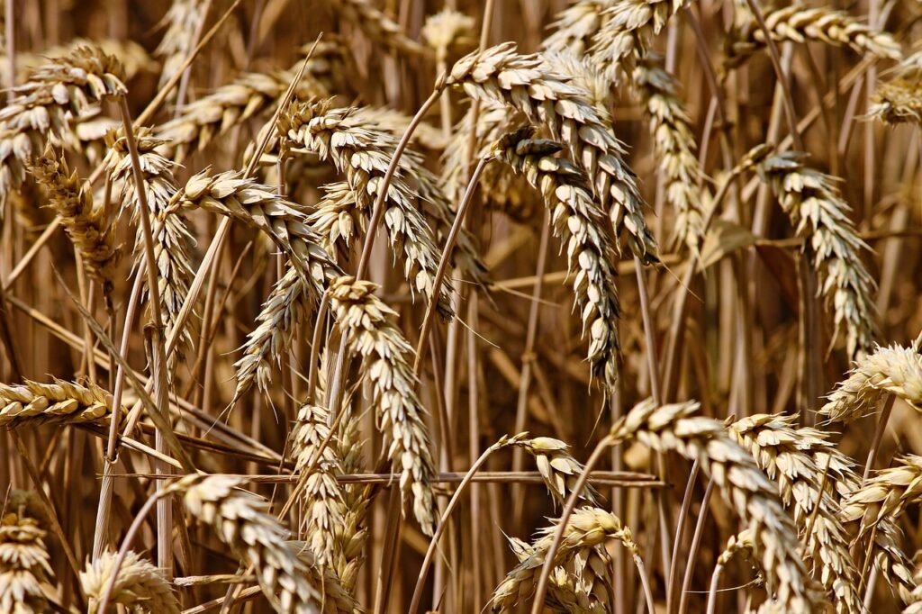 Wheat Closes Mixed on Friday