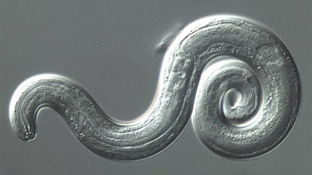 Rat Lungworm Is Now in My State. Is It in Yours Too?