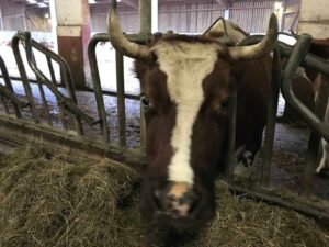 Cattle Holding onto Modest Midday Gains