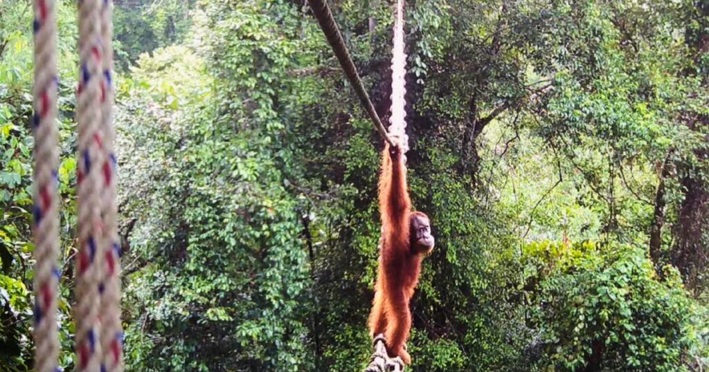 In first, endangered orangutan seen using canopy bridge to cross road…