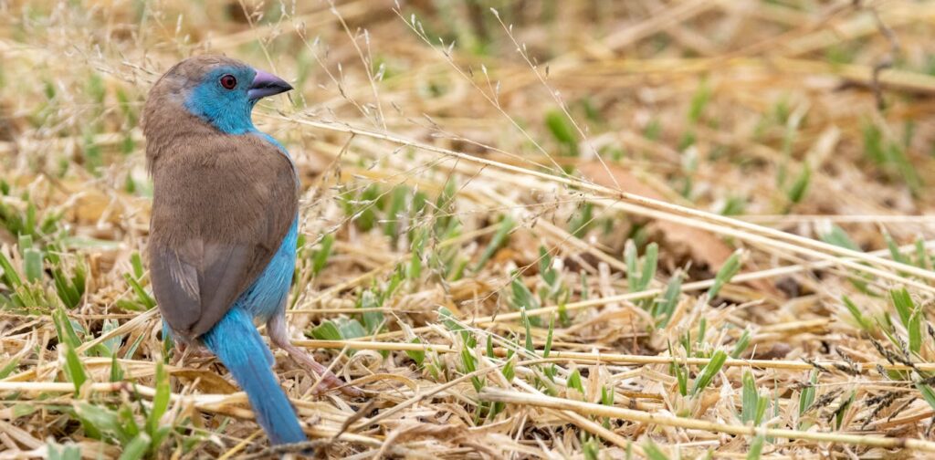Humidity and heat are killers for tropical birds – waxbill and hornbill studies highlight the dangers