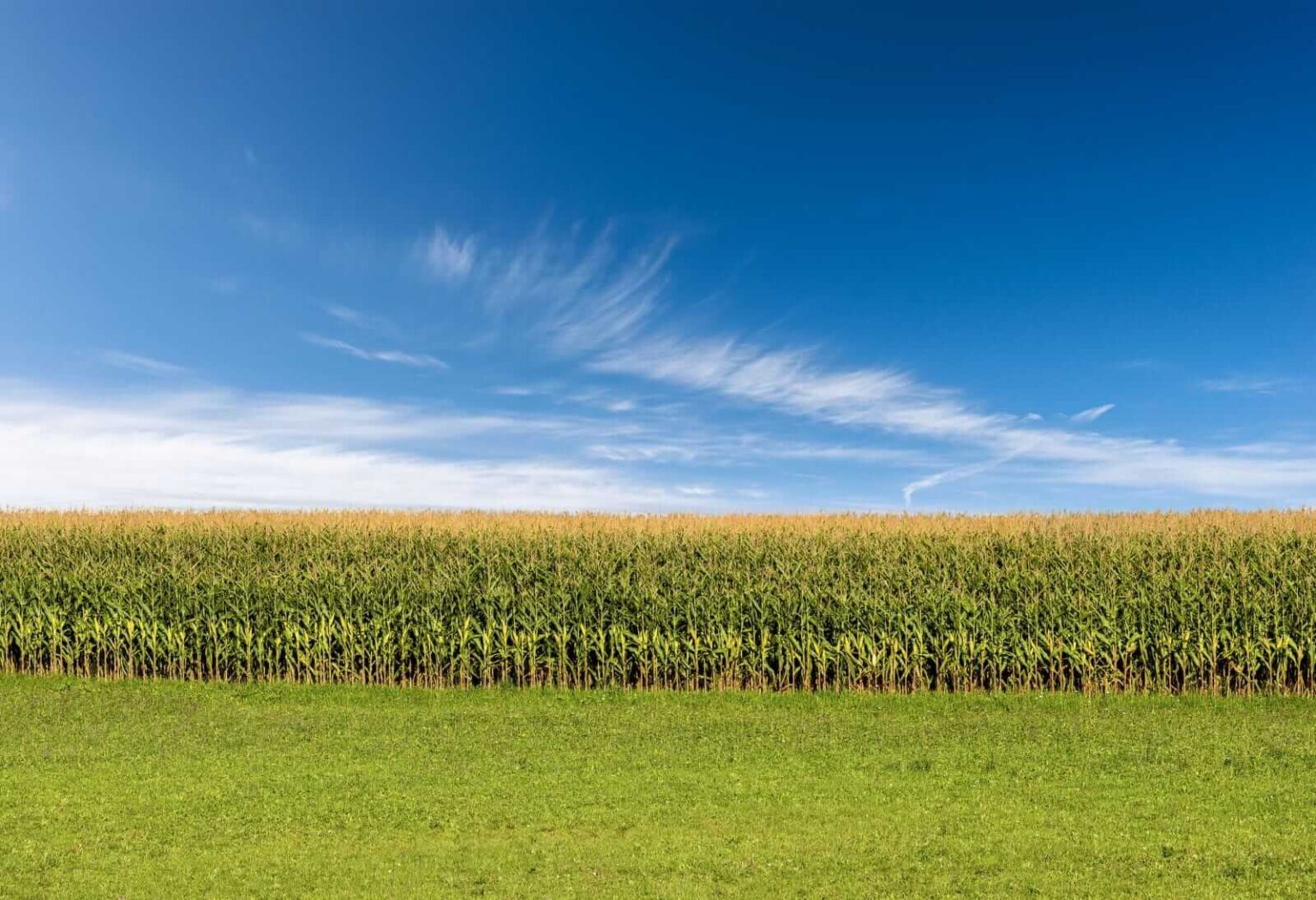 Corn Post Correction to Closeout April
