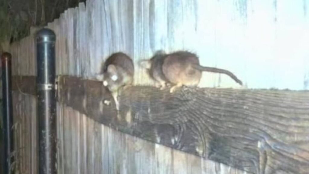 Rat ‘apocalypse’ forcing Idaho residents to catch vermin with bare hands…