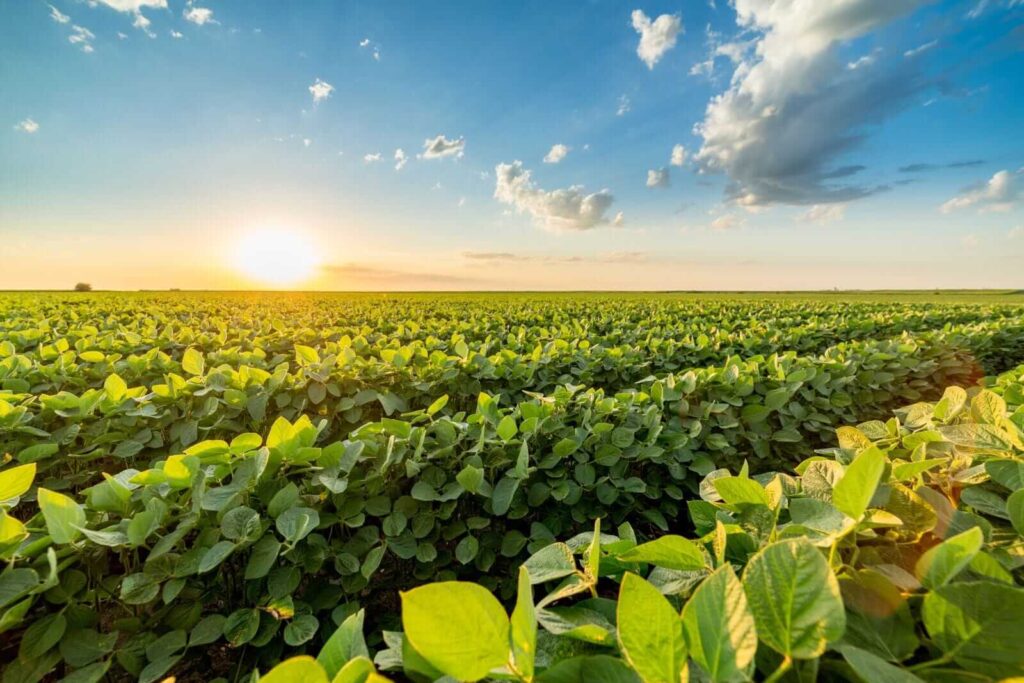 Soybeans Trading with Friday Gains