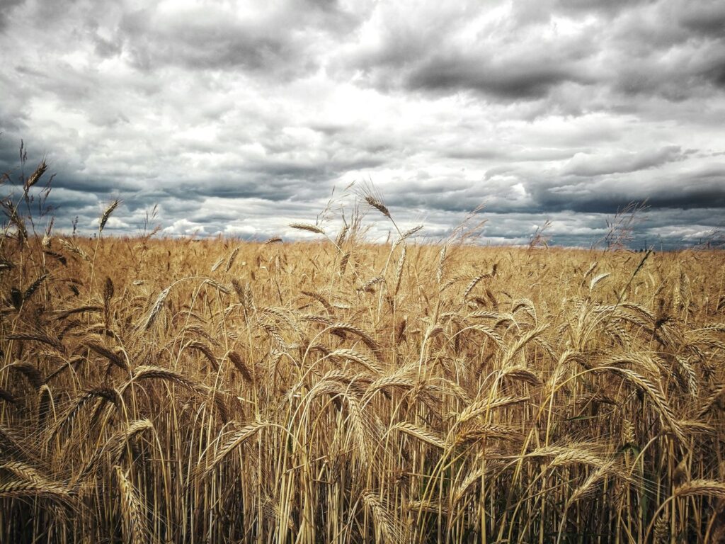 Wheat Falling at Midday Wheat Falling at Midday