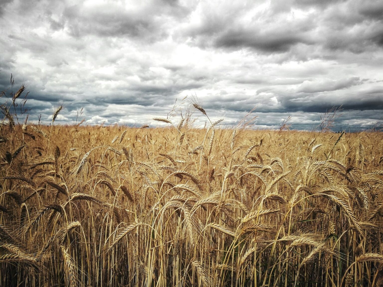 Wheat Falling at Midday