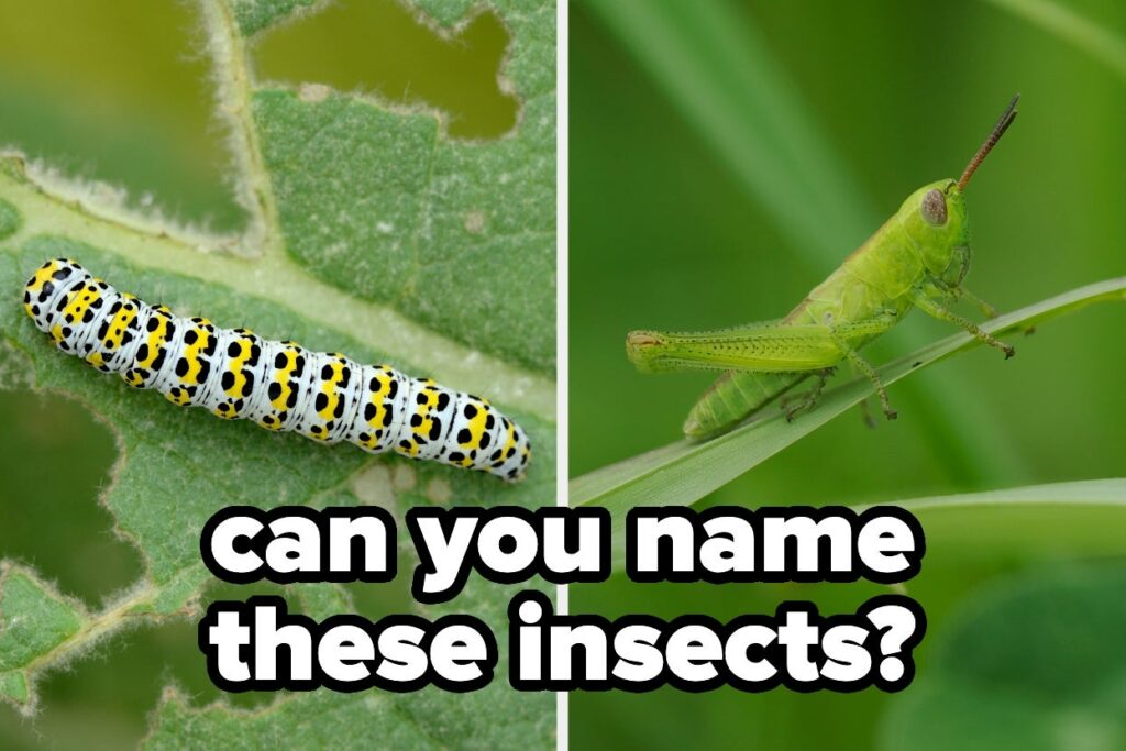 This 16-Question Insects Quiz Is So Hard, Only People Who Know An Absurd Amount About Entomology Will Pass