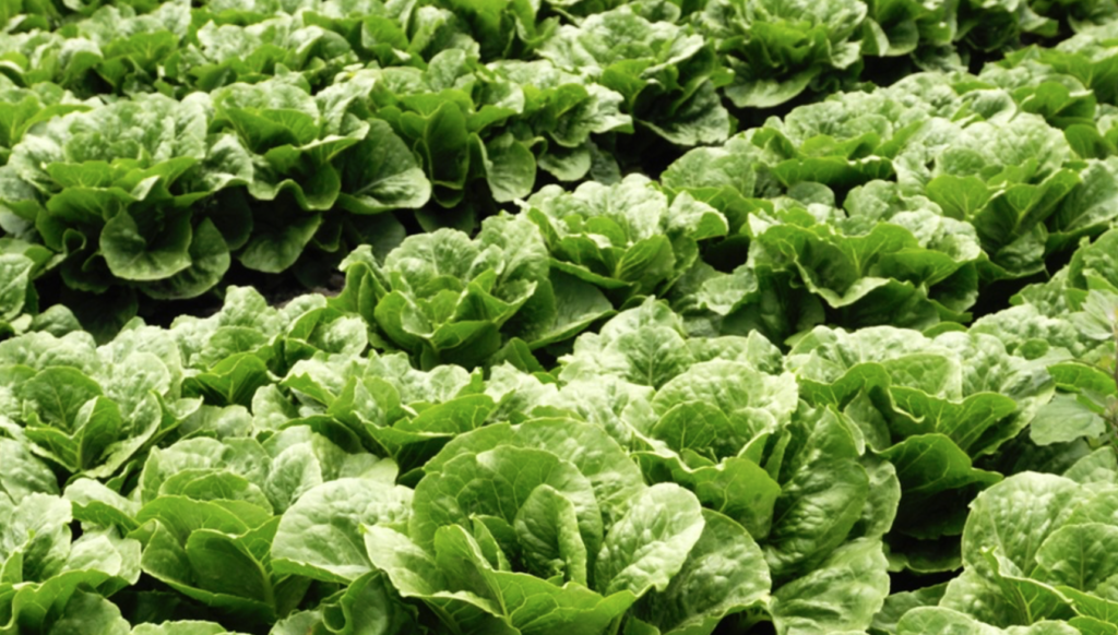 Bill Marler is right about food safety — but here’s what he left out