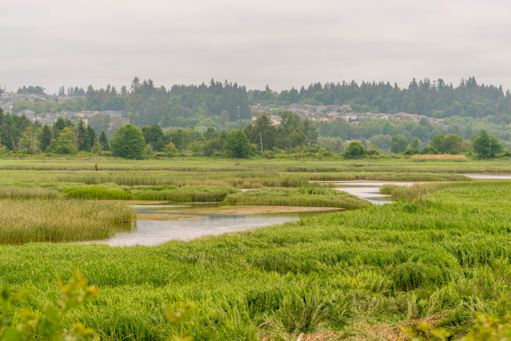 As Federal Wetlands’ Protections Falter, Washington State Scientists Turn to AI as a Conservation Tool As Federal Wetlands’ Protections Falter, Washington State Scientists Turn to AI as a Conservation Tool
