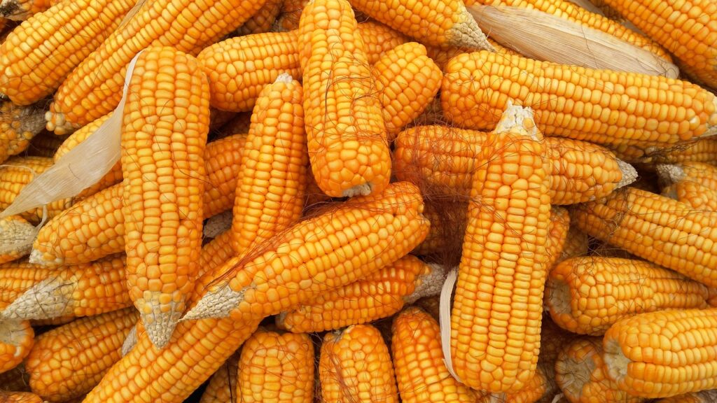 Corn Faces Weakness on Tuesday