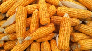 Corn Faces Weakness on Tuesday