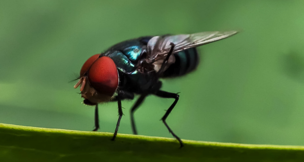 First U.S. case of New World screwworm found in Texas