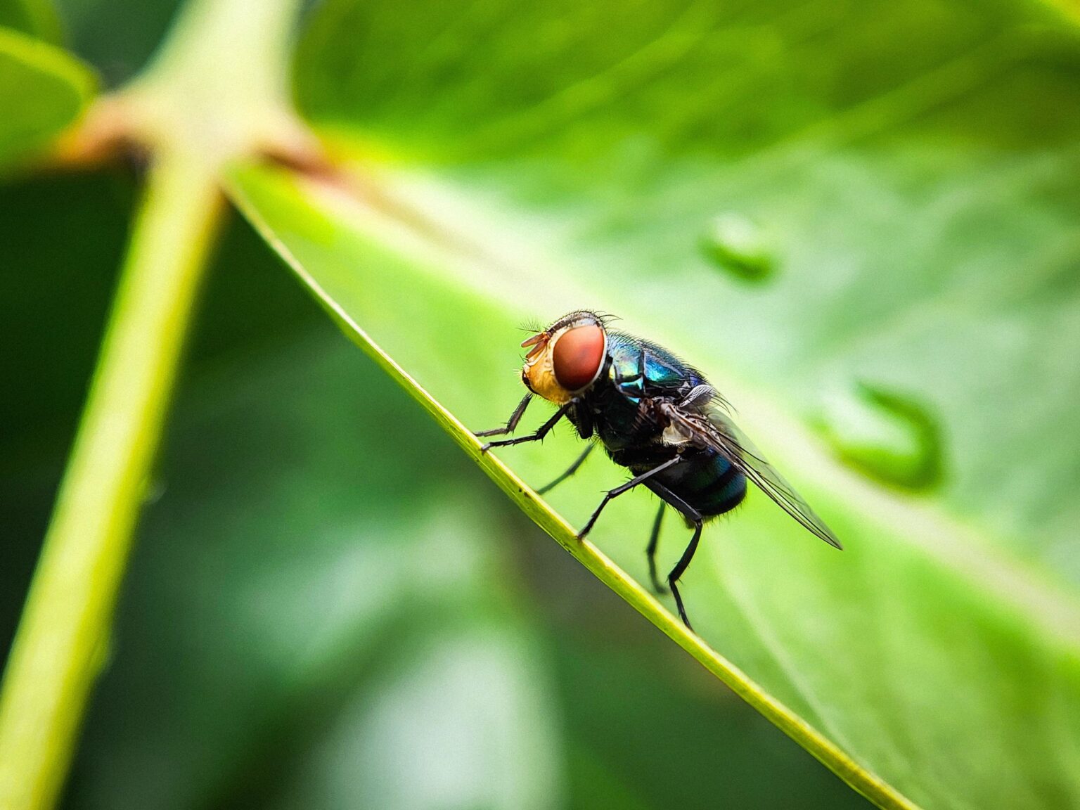 The US Has a Plan to Combat Screwworm. It Involves a Lot More Flies The US Has a Plan to Combat Screwworm. It Involves a Lot More Flies