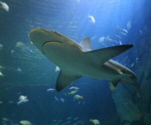 Diver dies in third fatal shark attack off Australia in four weeks Diver dies in third fatal shark attack off Australia in four weeks