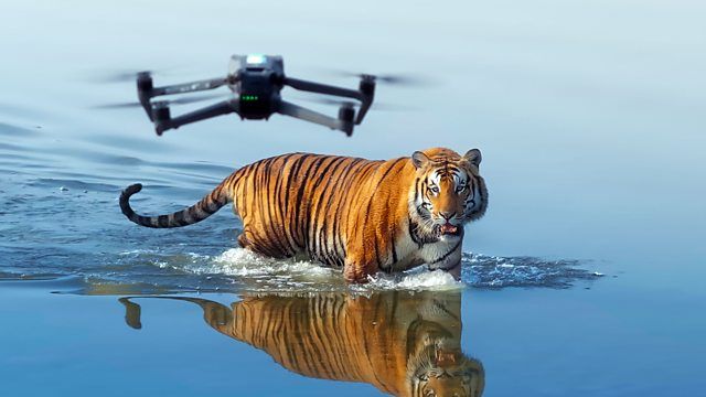How to watch Tiger Island online from anywhere in the world — stream for free How to watch Tiger Island online from anywhere in the world — stream for free