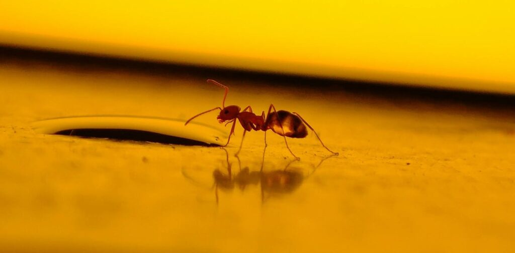 I don’t want to kill the spiders, ants and other bugs in my house. What should I do instead? I don’t want to kill the spiders, ants and other bugs in my house. What should I do instead?