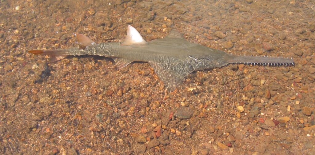 Climate change is causing fish to move to cooler water. But what if their escape route is blocked?