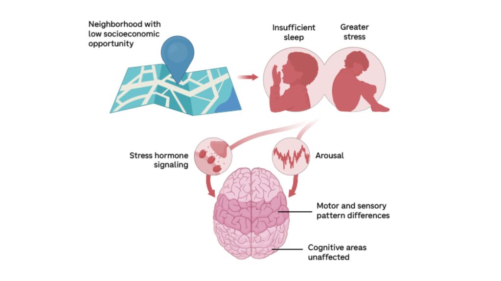 Socioeconomic factors becoming ‘biologically embedded’ in children’s brains…
