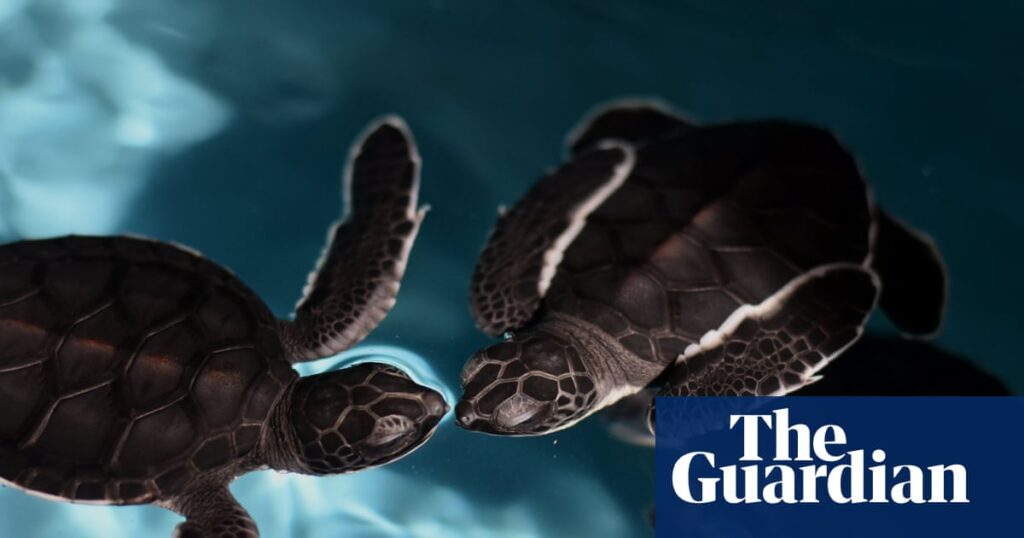 ‘Spy turtles’ being used to monitor Chinese waters, Beijing claims…