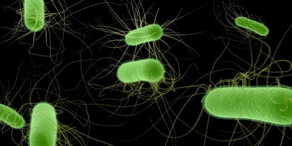 E. coli infections traced to eating at Costco in Japan