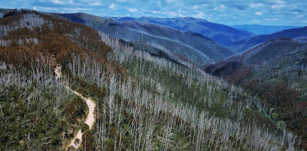 Can we keep Australia’s endangered alpine ash on the map? New modelling shows where to focus our efforts
