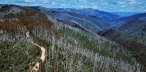 Can we keep Australia’s endangered alpine ash on the map? New modelling shows where to focus our efforts
