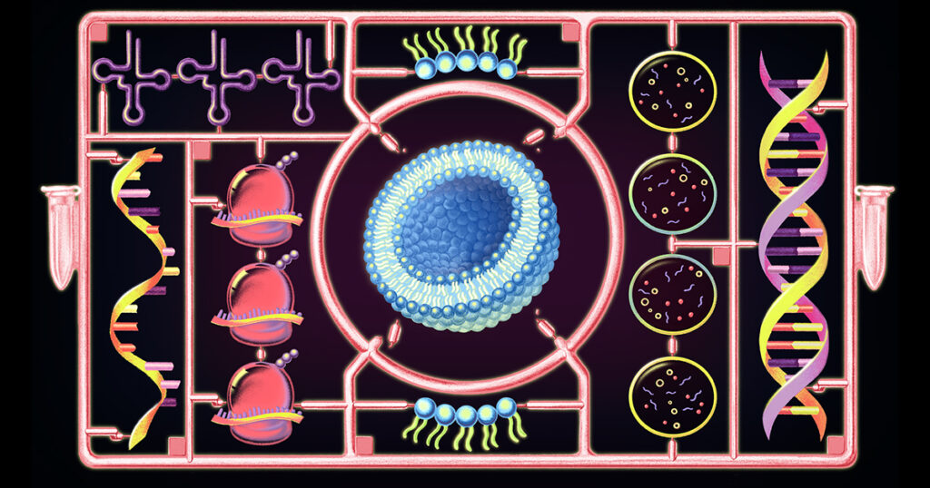 For first time, a cell built from scratch grows and divides For first time, a cell built from scratch grows and divides